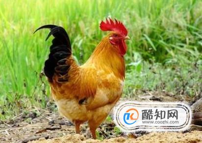 母鸡和公鸡 哪个更有营养