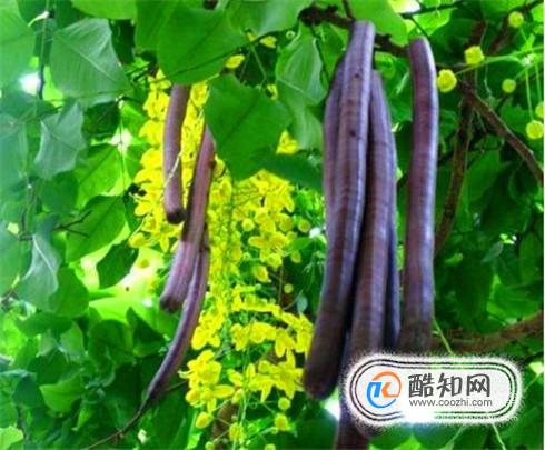 缅甸便秘果怎么吃