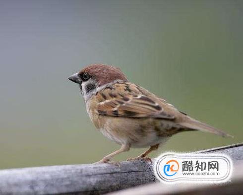 麻雀的营养价值有哪些？