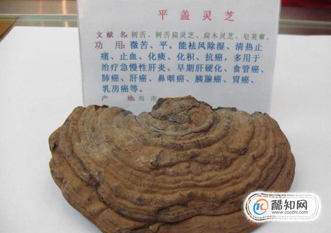 平盖灵芝的功效服用方法