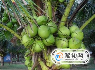 如何挑选优质椰子