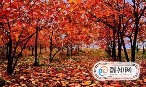 秋天去哪里看红叶最好