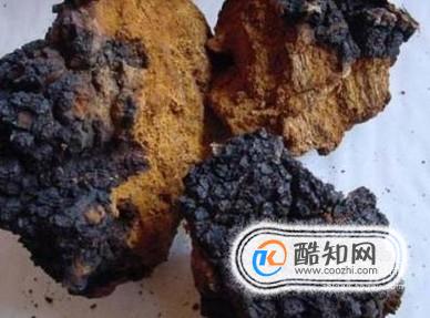 桦褐孔菌怎么吃