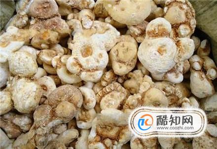 天南星的功效与作用