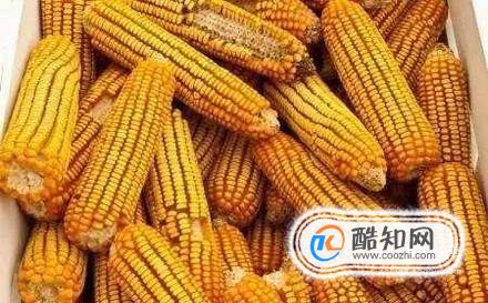 玉米的功效与作用——玉米对人体有什么营养价值