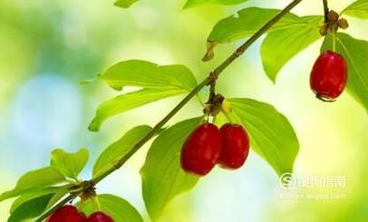 山茱萸泡水喝的功效