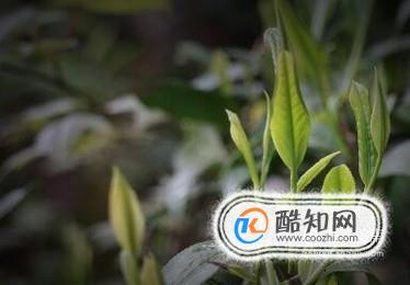 喝茶叶的好处有哪些