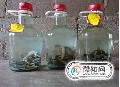 海马酒的制作方法