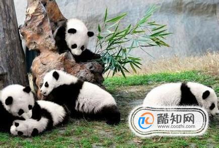 成都必去的9大景点