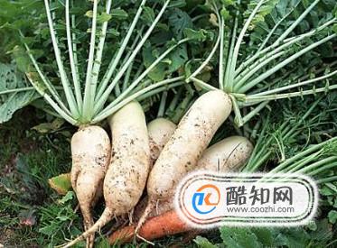 经常吃萝卜的好处
