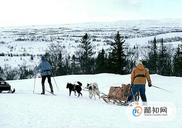 雪橇犬怎么发展来的？