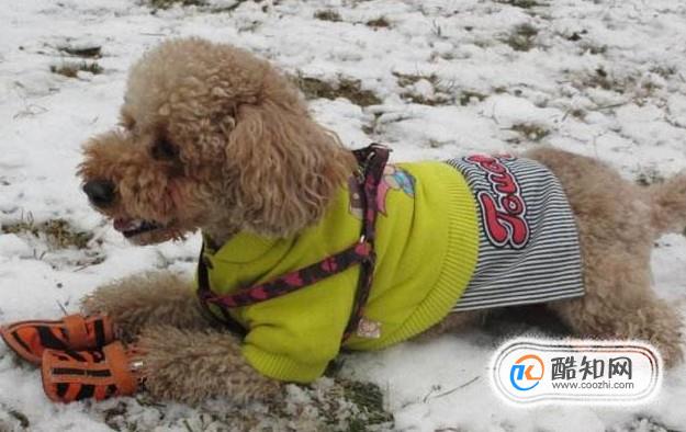 带宠物去雪地里玩应该注意哪些？