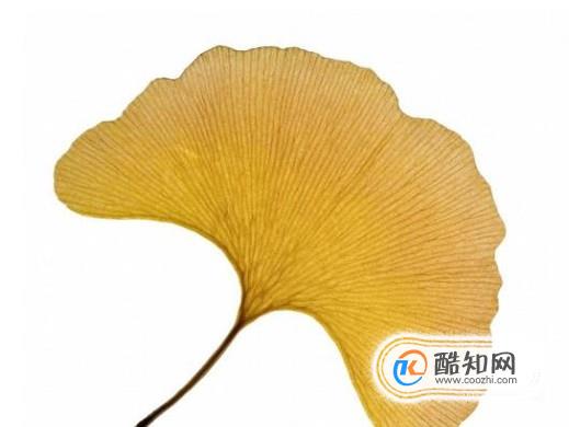 怎么做叶子的标本