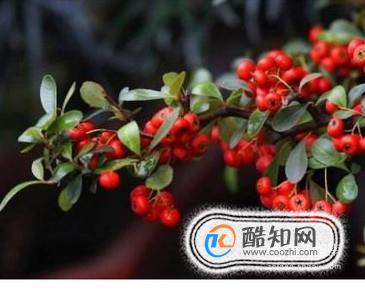 火吉果（火棘果）的功效与作用