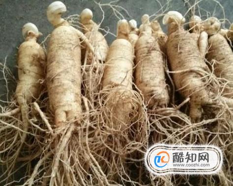 如何鉴别西洋参好坏