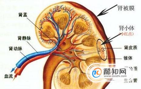 肾衰竭吃哪些食物好