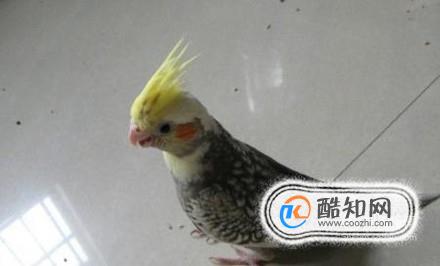哪些鹦鹉适合家养？