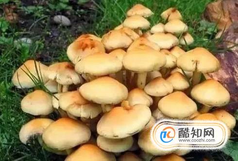 吃菌类有哪些好处