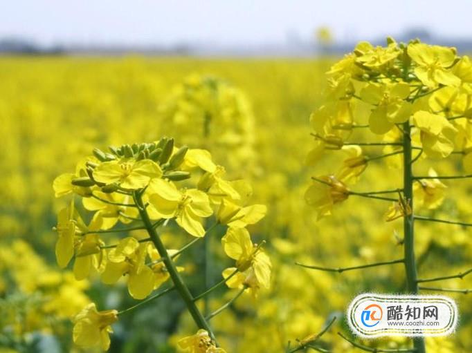 油菜花有哪些功效