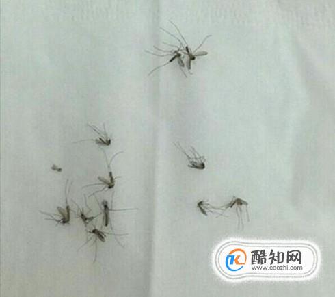 壁虎吃哪些食物