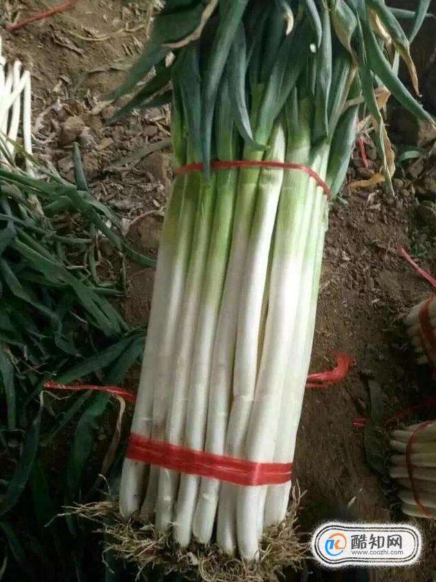 吃什么食物能长寿？