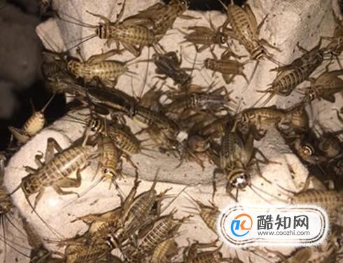 浣熊吃哪些食物