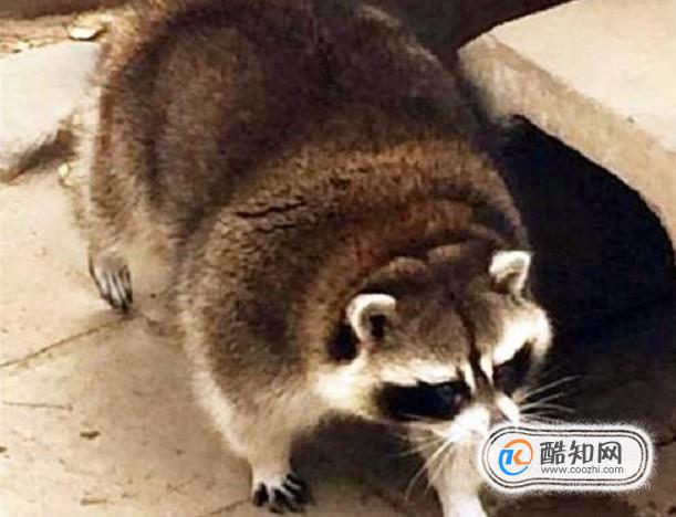 饲养浣熊时应该注意哪些方面