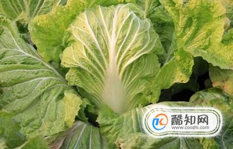 种植白菜要注意哪些方面