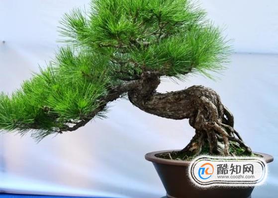 食品干燥剂有哪些妙用？