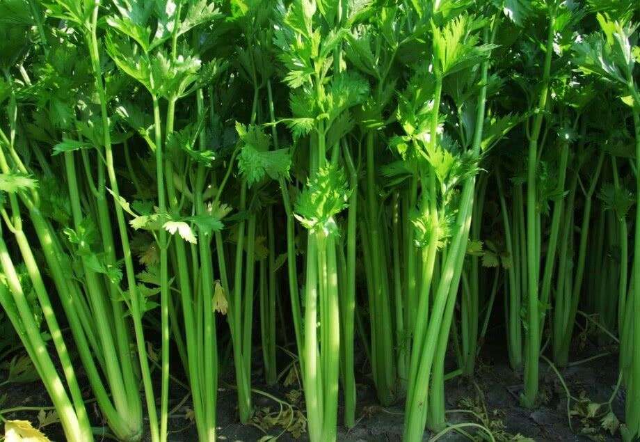 吃芹菜有什么好处，不能和什么一起吃？