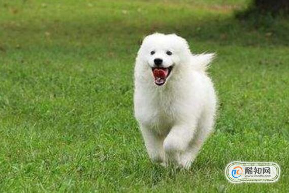 萨摩耶不吃狗粮怎么处理？