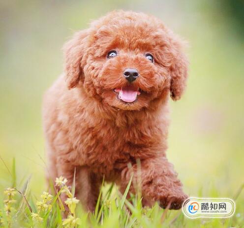 贵宾犬耳朵臭是什么原因，贵宾犬耳朵怎么清理