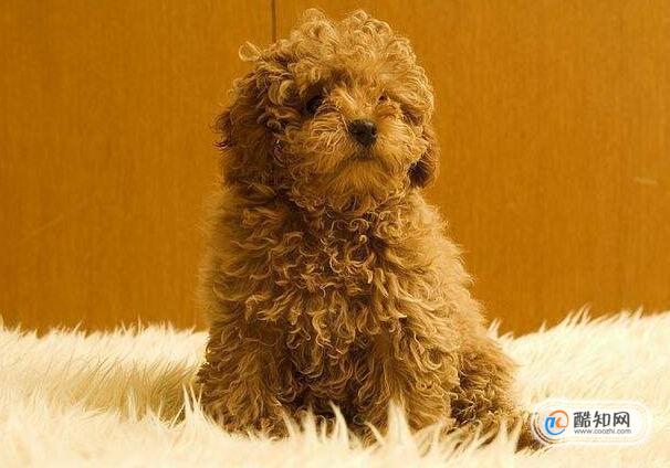 贵宾犬长到几个月定型，怎么让贵宾犬长得快些