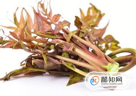 春天吃香椿芽的功效与作用