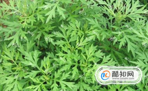 艾草的秘密，一定要知道哦！