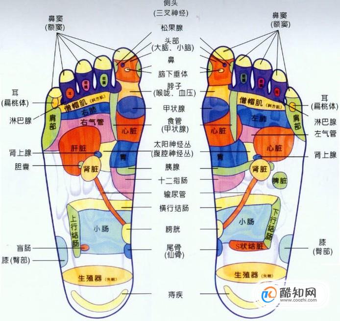 脚底按摩穴位图