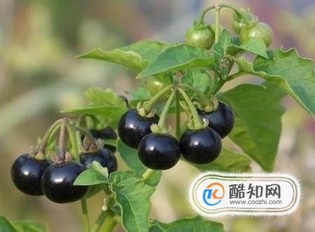 龙葵的功效与作用及禁忌