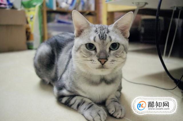 美短猫怎么养