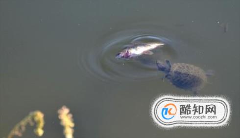 乌龟吃什么？