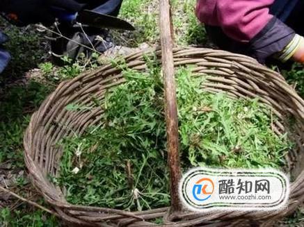 自制蒲公英茶