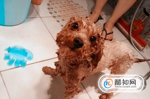 泰迪修剪美容剪毛教程