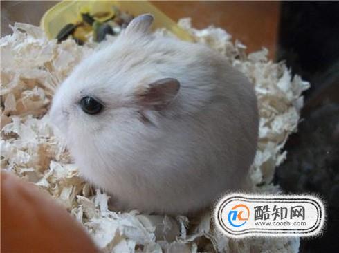 小仓鼠的习性有哪些