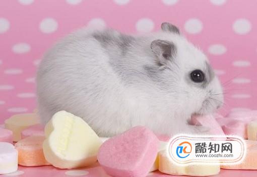 怎样养仓鼠？