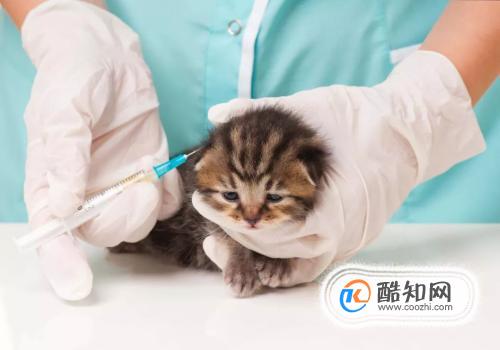 猫咪打疫苗应该注意什么？