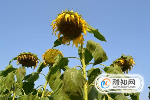 吃葵花籽有什么好处？
