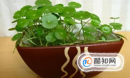 金钱草怎么吃