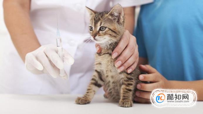 猫咪要怎么打疫苗