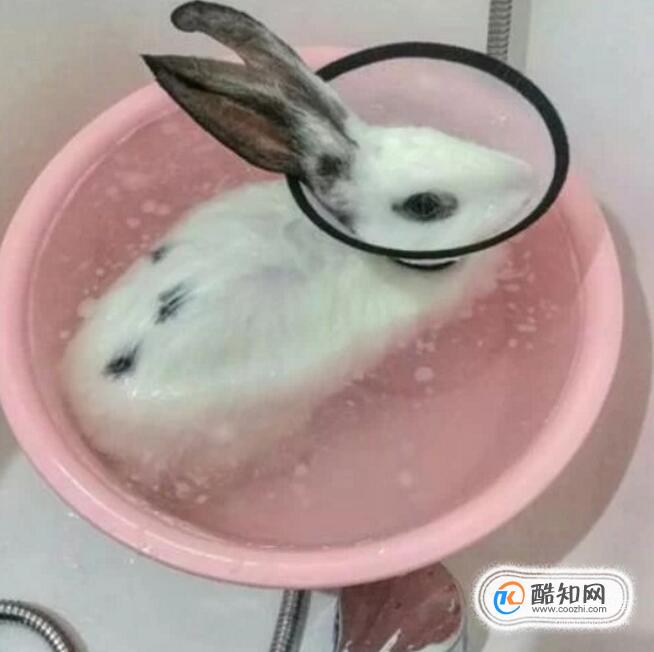 如何给兔子正确洗澡?