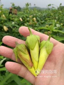 什么是京兰葵，京兰葵有什么作用
