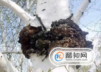 白桦茸食用方法